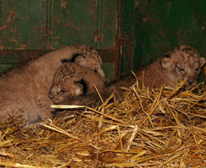 В Одесском зоопарке родились сразу три львенка 
